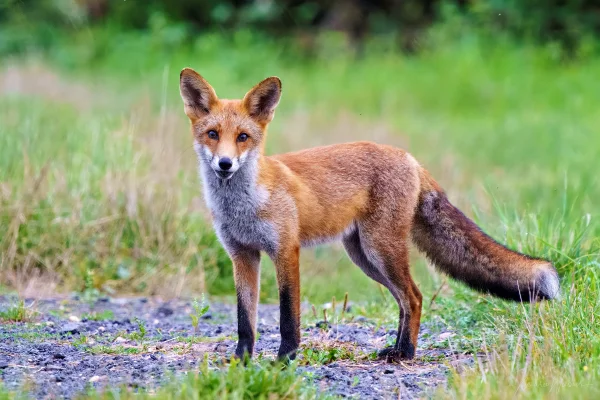 Fuchs