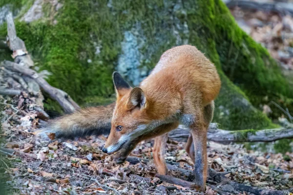 Fuchs