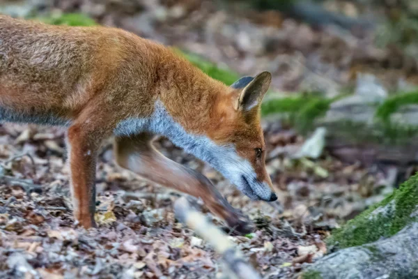 Fuchs
