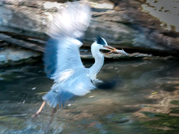 Graureiher (Ardea cinerea)