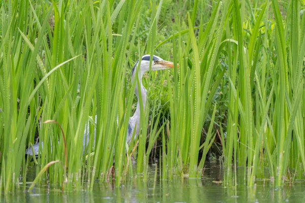 Graureiher (Ardea cinerea)