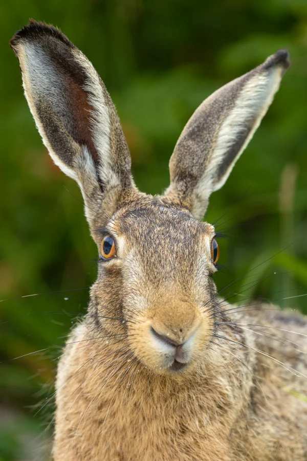 Hase (Lepus europaeus)