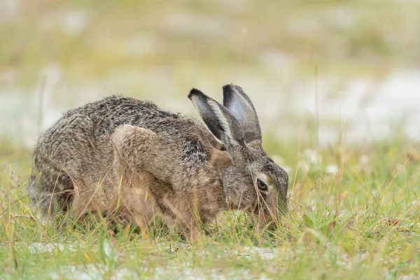 Hase (Lepus europaeus)