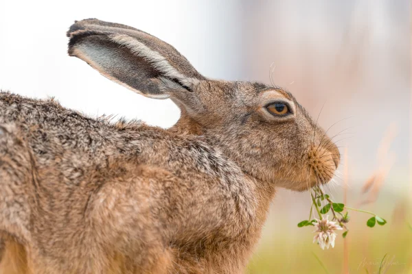 Hase (Lepus europaeus)