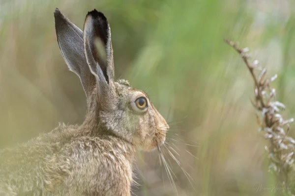 Hase (Lepus europaeus)