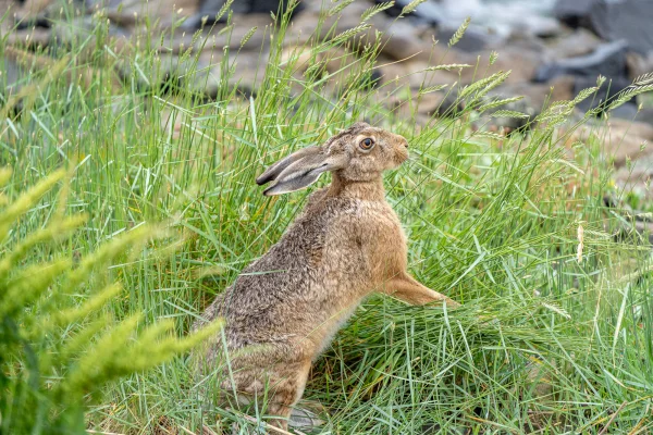 Hase (Lepus europaeus)