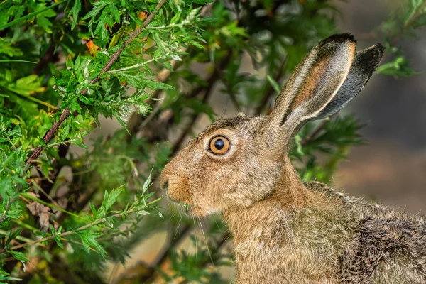 Hase (Lepus europaeus)