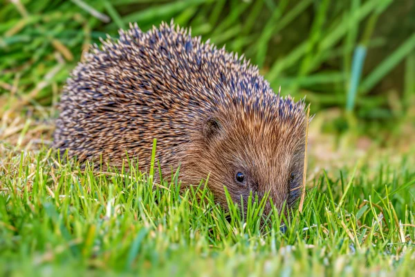 Igel
