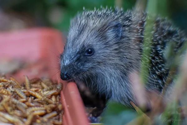 Igel