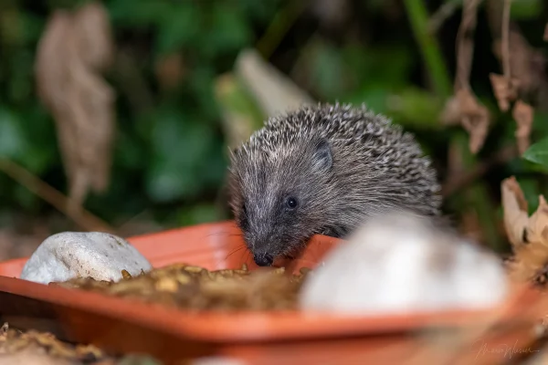 Igel