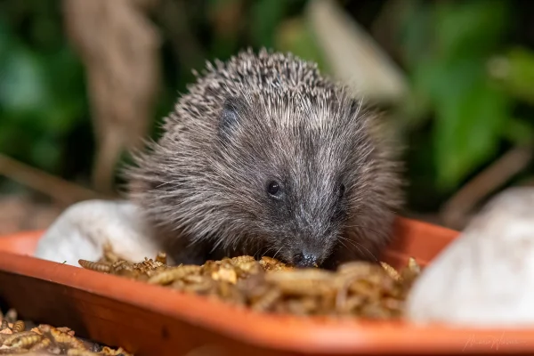 Igel