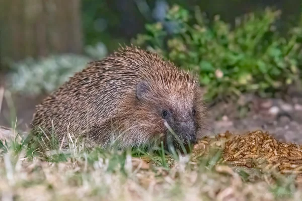 Igel