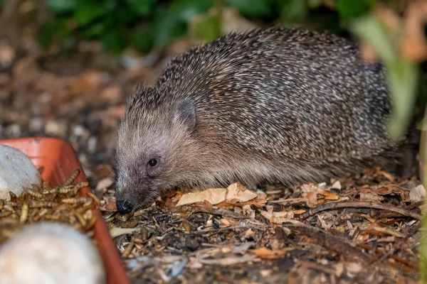 Igel