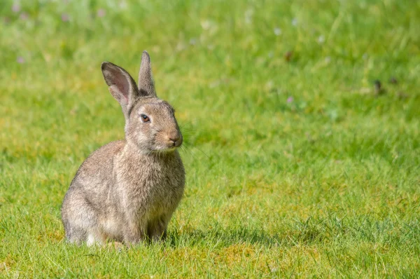 Wildkaninchen (Oryctolagus cuniculus)