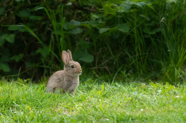 Wildkaninchen (Oryctolagus cuniculus)