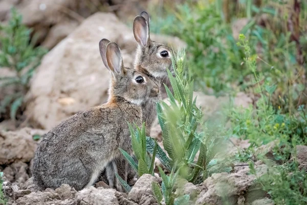 Wildkaninchen (Oryctolagus cuniculus)