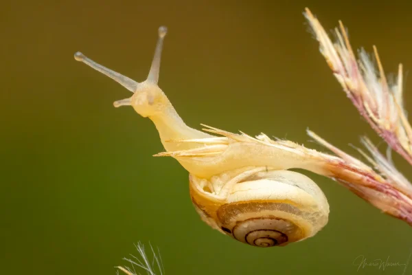 Kartäuserschnecke