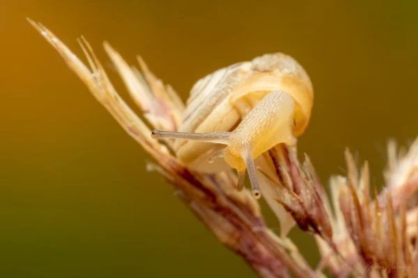 Kartäuserschnecke