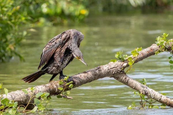 Kormoran (Phalacrocorax carbo)