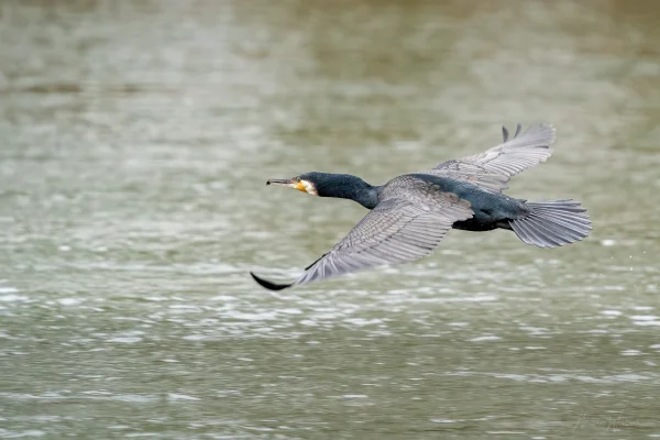 Kormoran (Phalacrocorax carbo)