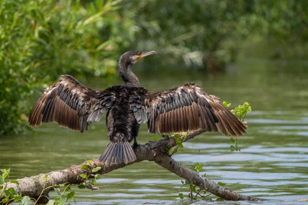 Kormoran (Phalacrocorax carbo)