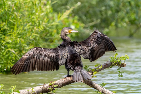 Kormoran (Phalacrocorax carbo)