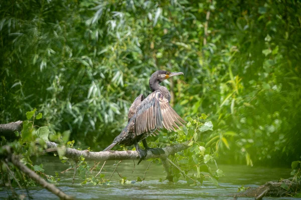 Kormoran (Phalacrocorax carbo)