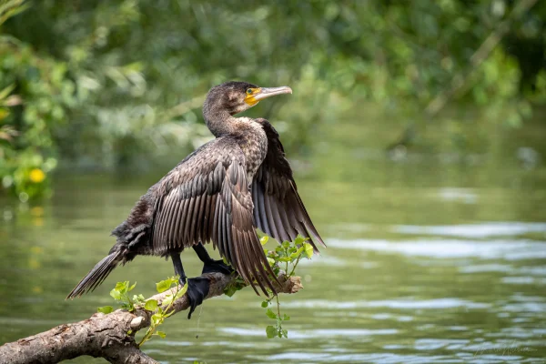 Kormoran (Phalacrocorax carbo)