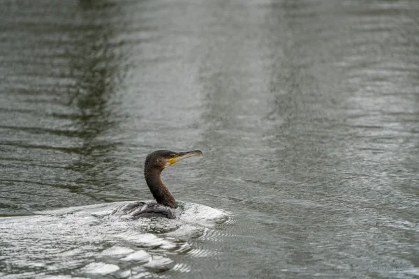Kormoran (Phalacrocorax carbo)