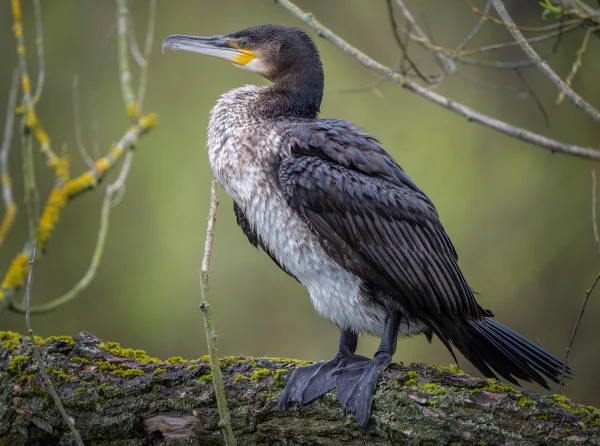 Kormoran