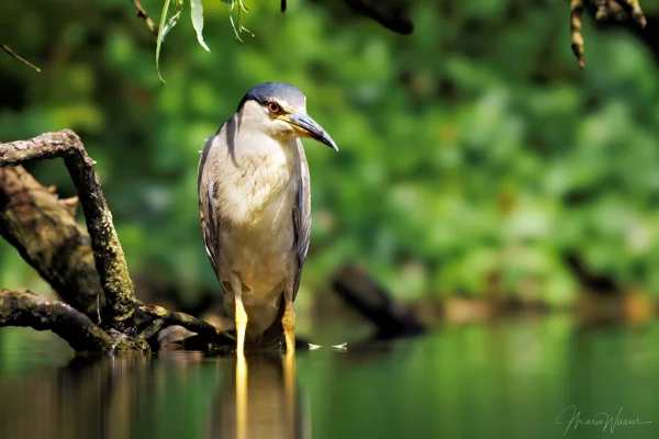 Nachtreiher (Nycticorax nycticorax)