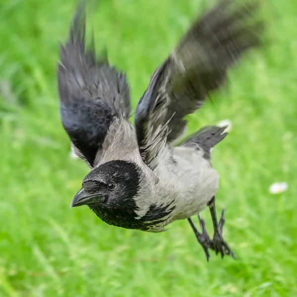 Nebelkrähe (Corvus cornix)