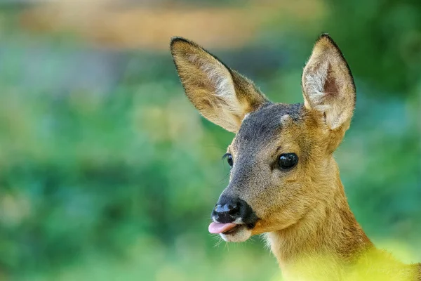 Reh (Capreolus capreolus)