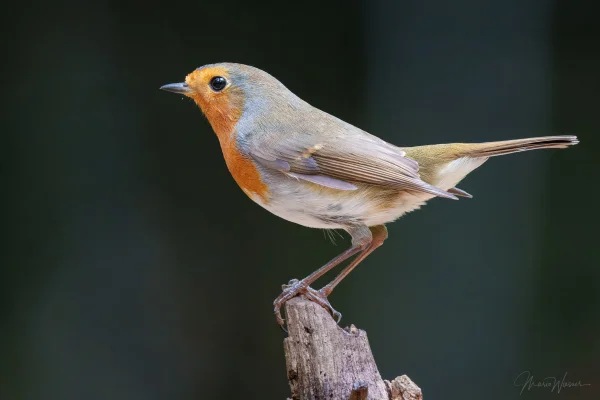 Rotkehlchen
