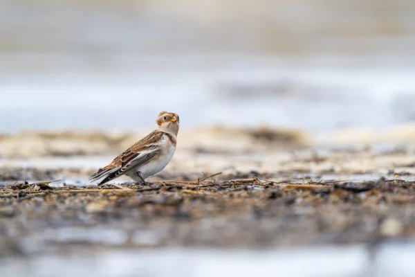 Schneeammer (Plectrophenax nivalis)