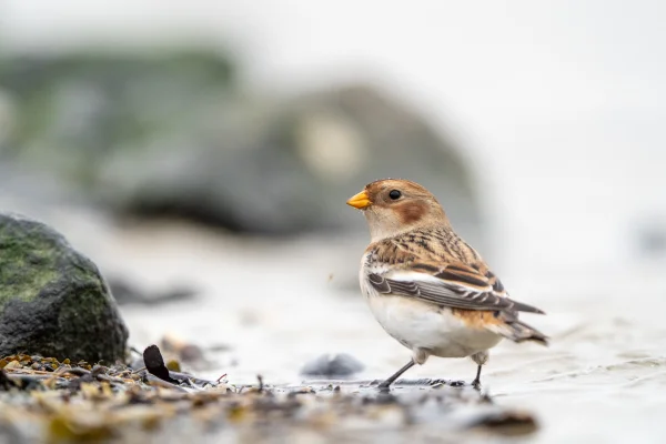 Schneeammer (Plectrophenax nivalis)