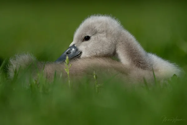 Höckerschwan (Cygnus olor)