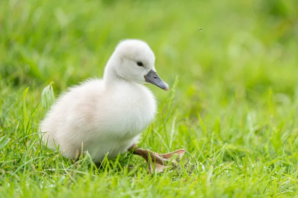 Höckerschwan (Cygnus olor)