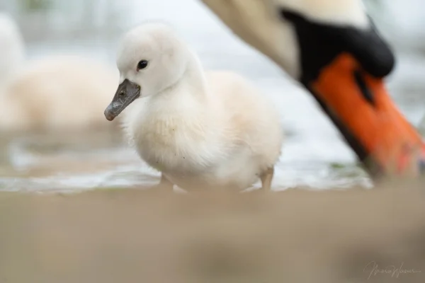 Höckerschwan (Cygnus olor)