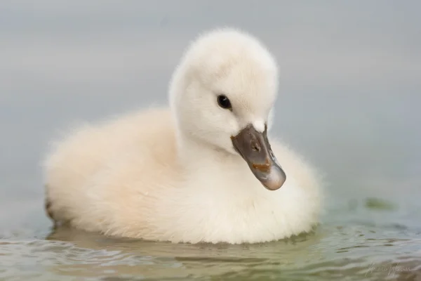 Höckerschwan (Cygnus olor)
