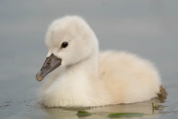 Höckerschwan (Cygnus olor)