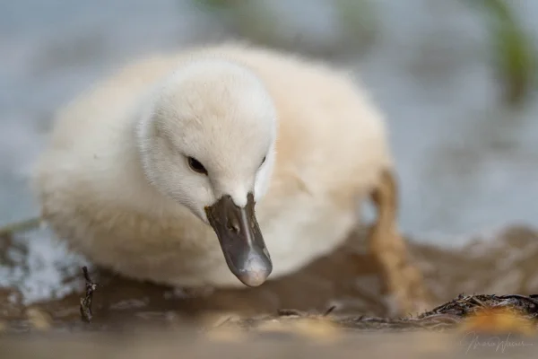 Höckerschwan (Cygnus olor)