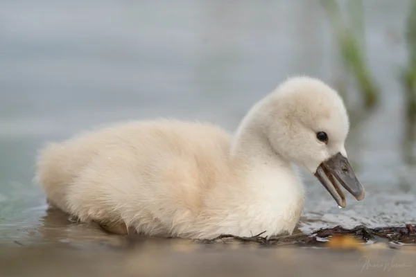 Höckerschwan (Cygnus olor)
