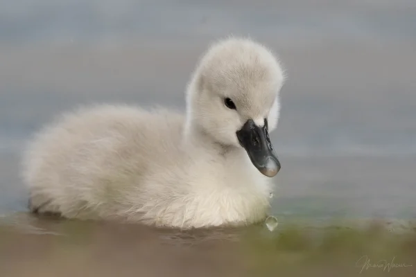 Höckerschwan (Cygnus olor)