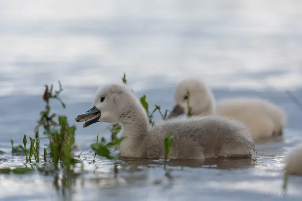 Höckerschwan (Cygnus olor)