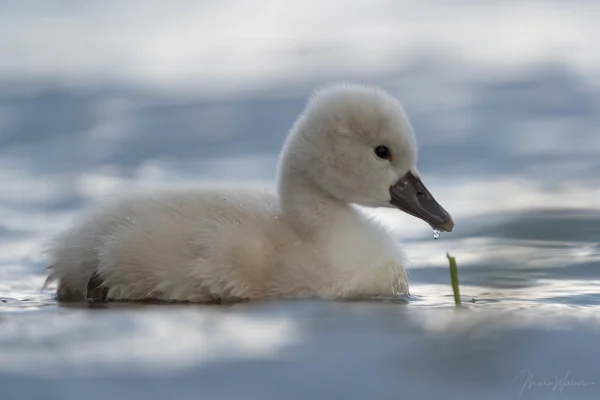 Höckerschwan (Cygnus olor)
