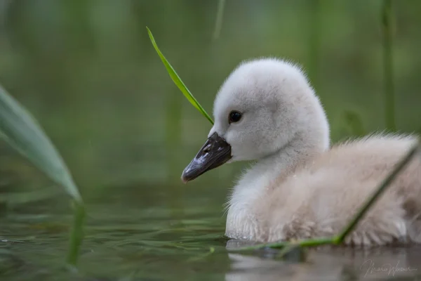 Höckerschwan (Cygnus olor)