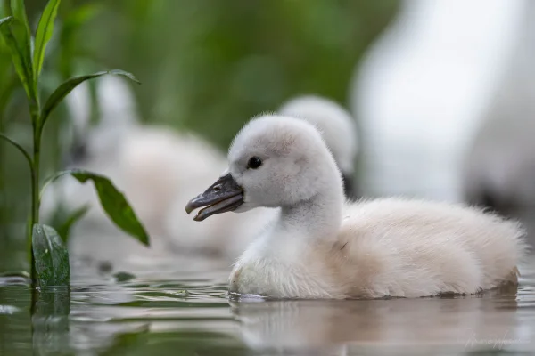 Höckerschwan (Cygnus olor)