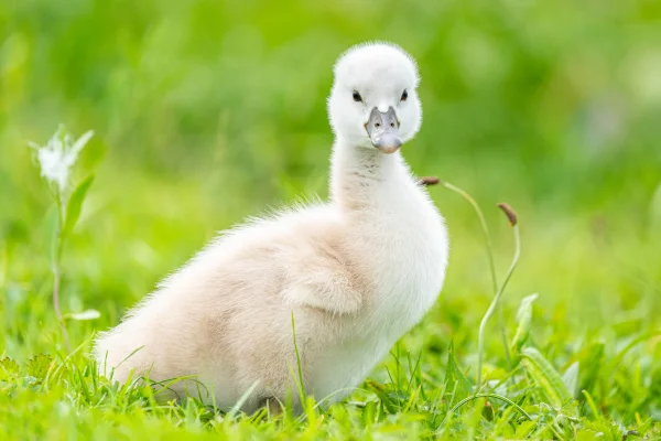 Höckerschwan (Cygnus olor)