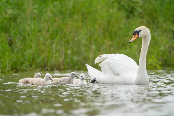 Höckerschwan (Cygnus olor)
